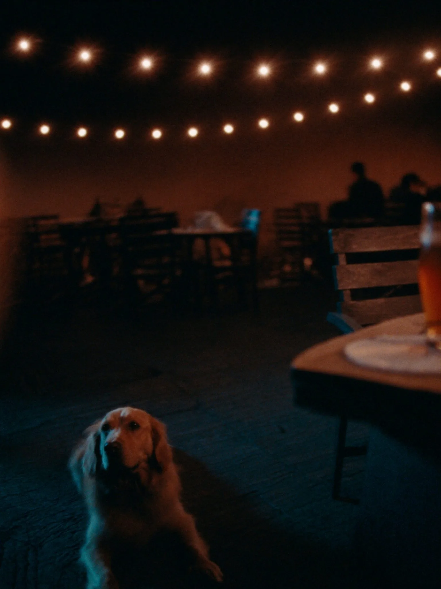 Atmósfera pet-friendly en Taberna Skyline — perro relajado en el patio de la cervecería